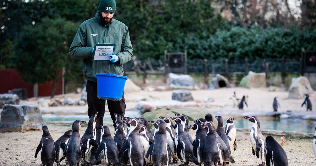 London Zoo celebrates bicentenary with annual stocktake
