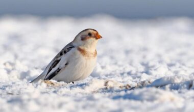 Snow buntings pictured on beach at Kessingland in Suffolk