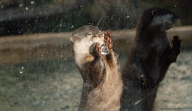 Heartwarming video of Longleat animals on icy pond