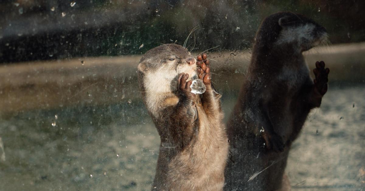 Heartwarming video of Longleat animals on icy pond