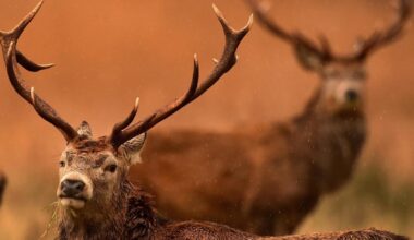 Estate swallows £1.5m in public money despite deer failings