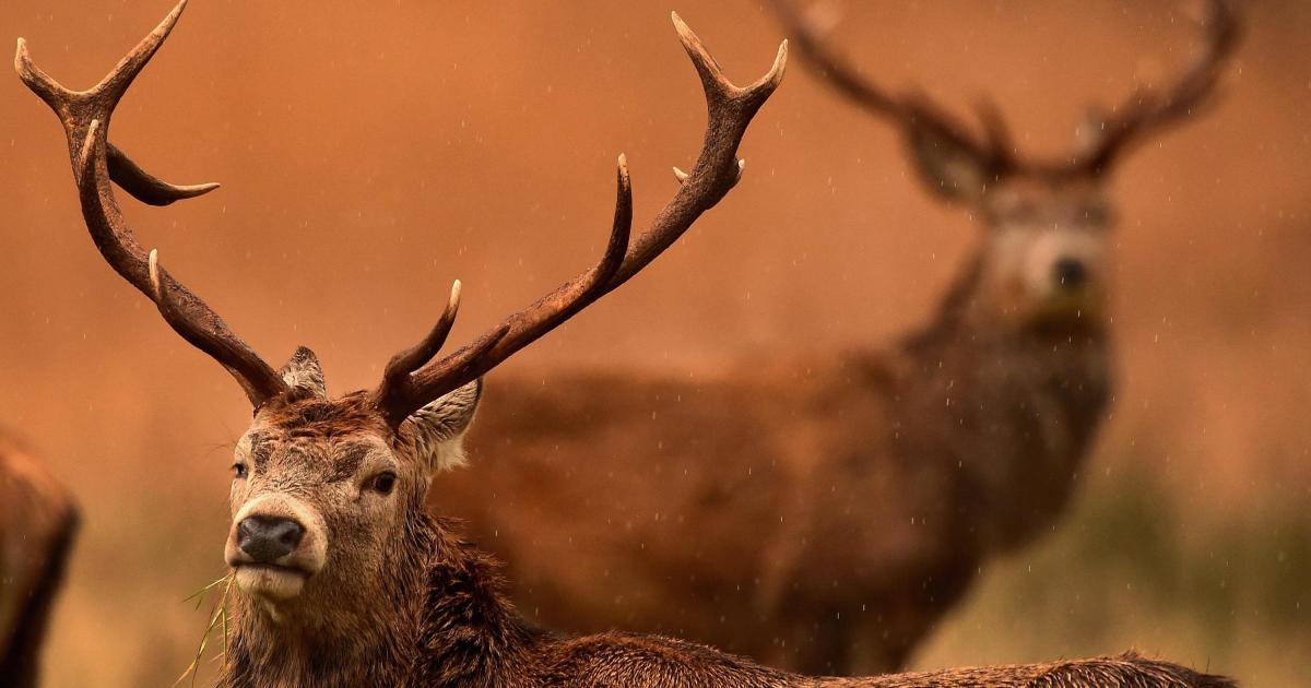 Estate swallows £1.5m in public money despite deer failings