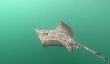 Study reinforces flapper skates beginning to recover in Scotland