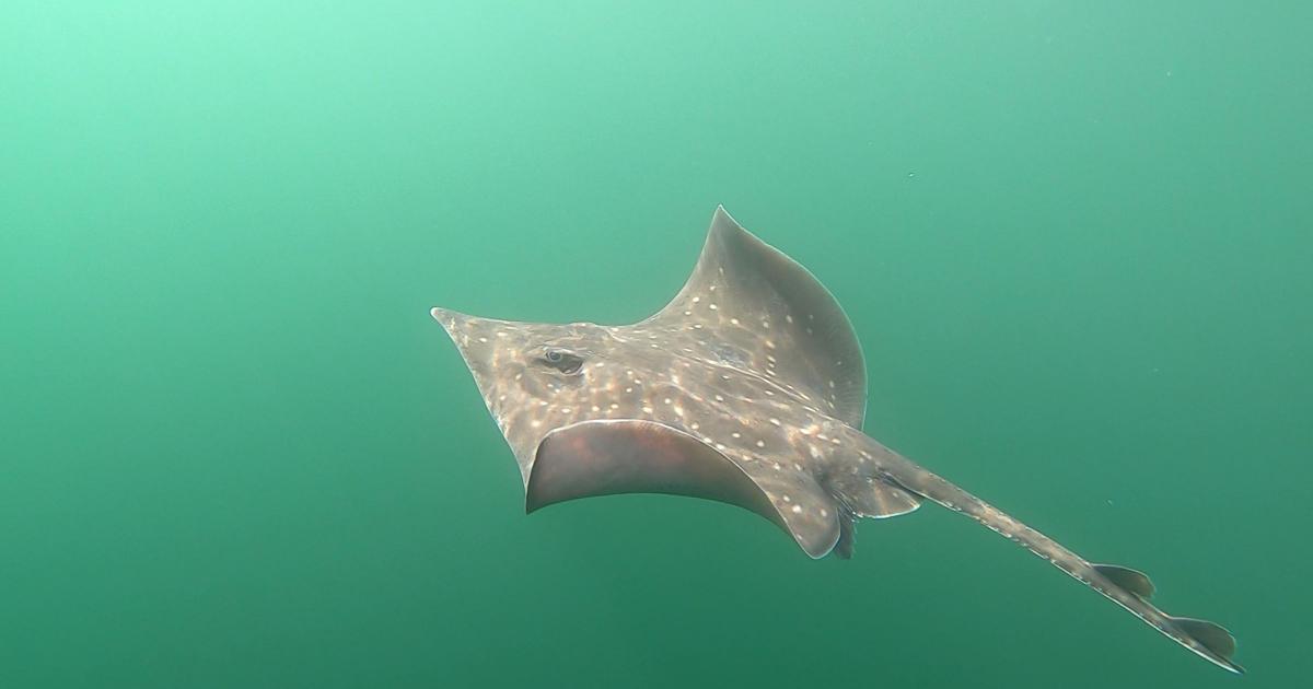 Study reinforces flapper skates beginning to recover in Scotland