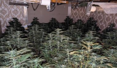 Arrests after Heckmondwike and Batley cannabis farm busts