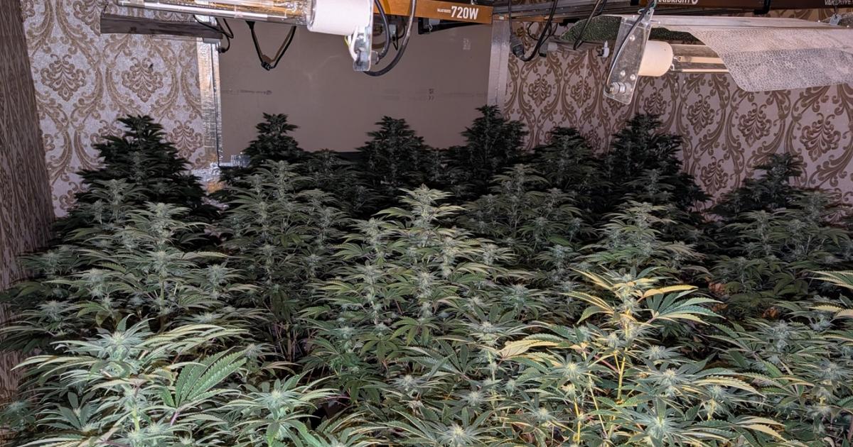 Arrests after Heckmondwike and Batley cannabis farm busts
