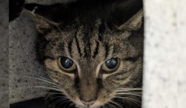 Two Glasgow cats from Cats Protection searching for their new home