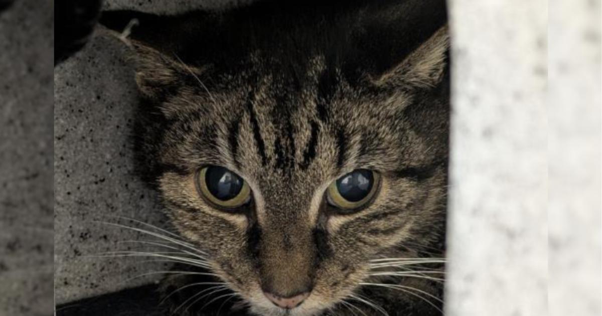 Two Glasgow cats from Cats Protection searching for their new home