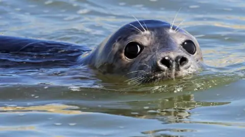 Getty Images A grey seal pup in the water at Newburgh in Aberdeenshire, its nose and eyes are above water level.