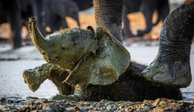 Baby Elephant Having a ‘Pool Party’ in a Puddle Is Total Cuteness Overload