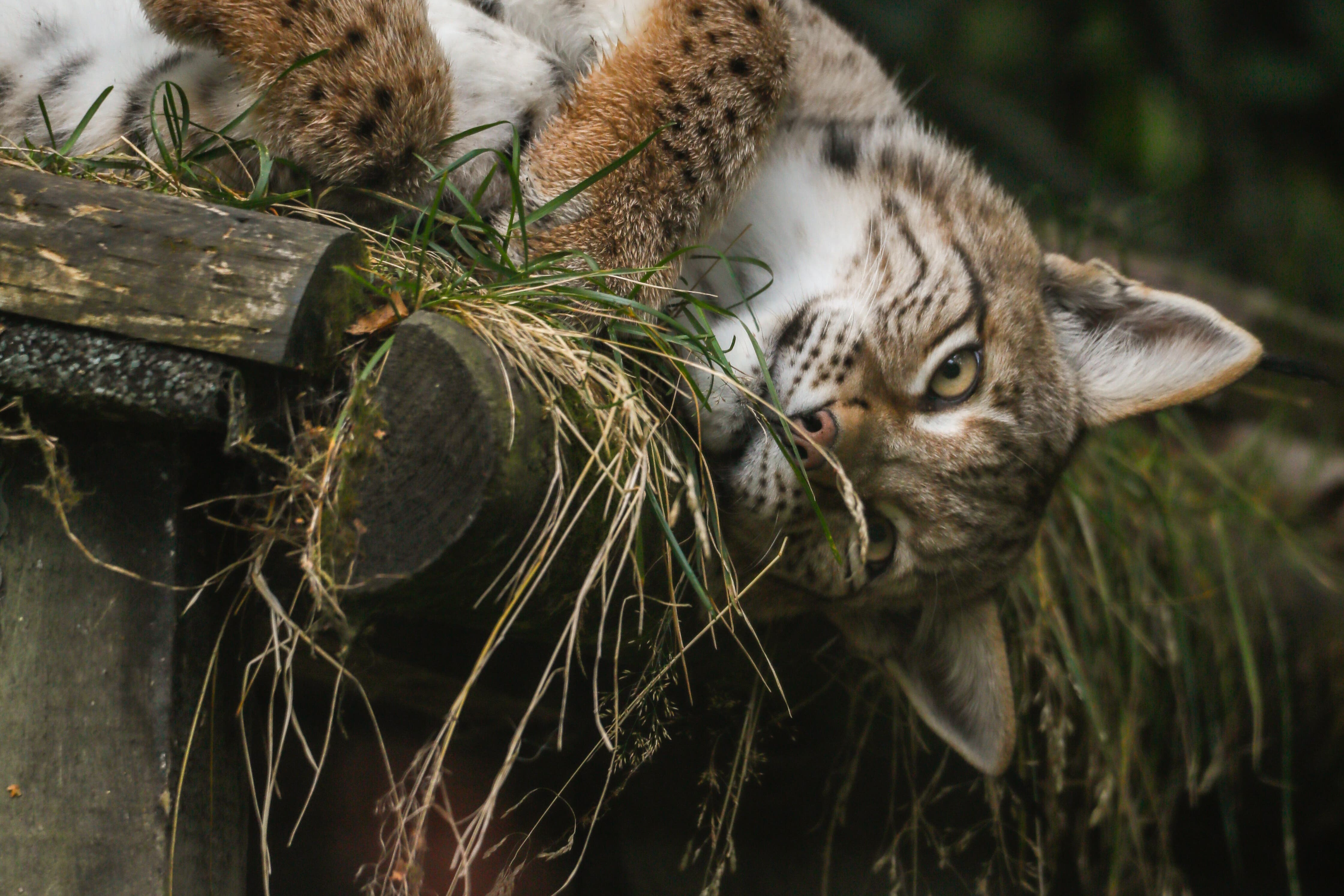 Cardrona, a rescued lynx found in the Cairngorms, who now lives at the Highland Wildlife Park (RZSS/PA)
