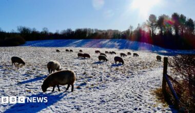 Wintry showers left parts of Hertfordshire, including Tring (pictured) with a dusting of snow. The picture is of a snowy field which has 21 sheep in it, some in the foreground and some in the background of the picture.