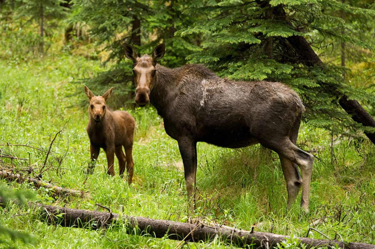 A photo of Elk and its calf standing in woodland looking towards the camera