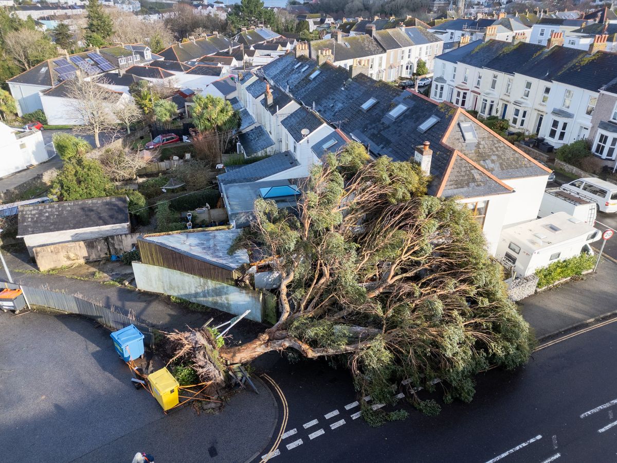 A fallen tree in Cornwall as Storm Goretti has caused havoc across the UK