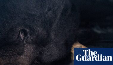 ‘Boom, he’s out’: bear living ‘rent-free’ under California home has been removed | California