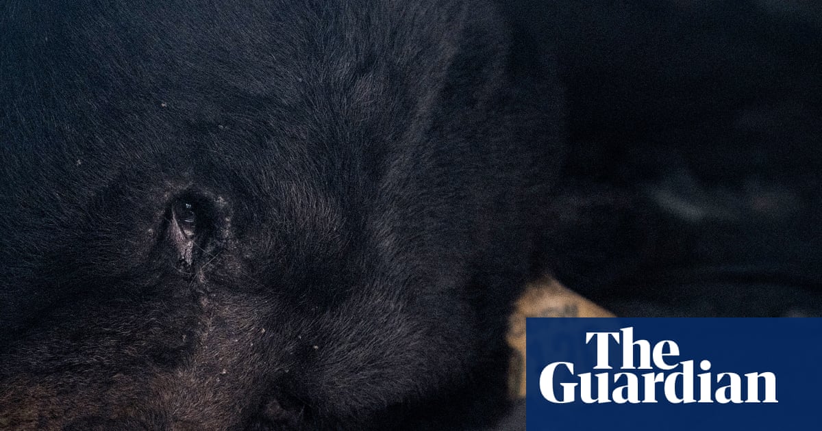 ‘Boom, he’s out’: bear living ‘rent-free’ under California home has been removed | California