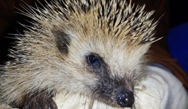 Hedgehog declared Estonia's Animal of the Year for 2026 | News