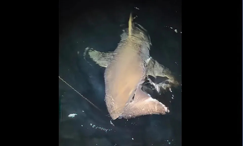 Great white shark claiming its prize.