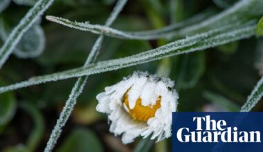 Winter blooming of hundreds of plants in UK ‘visible signal’ of climate breakdown | Climate crisis