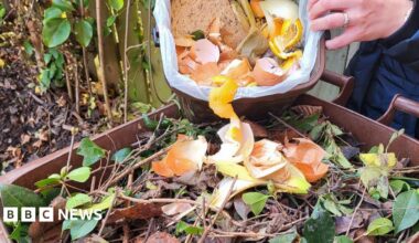 Someone scrapes some food waste into a wheelie bin full of garden waste.