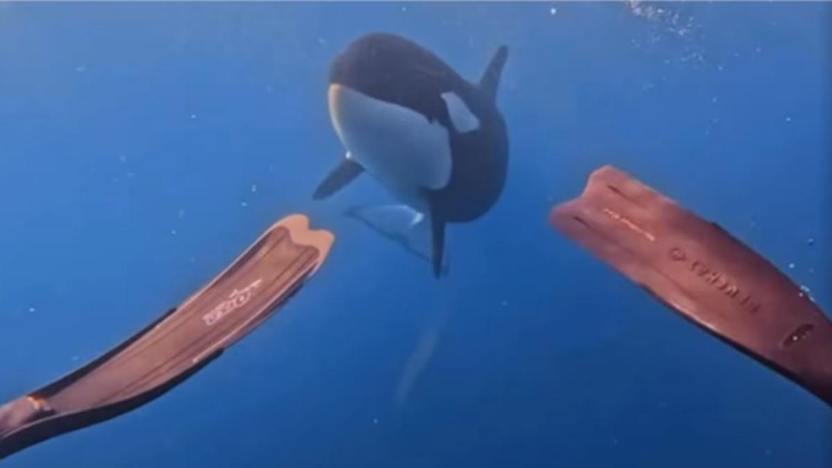 Orca encounter: Teen diver’s close-up moment off Coromandel coast