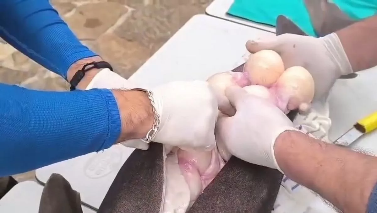 Hands examining the creature' eggs
