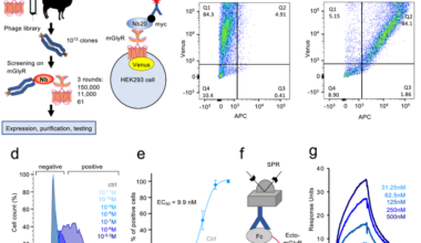 Targeting mGlyR with nanobodies for depression