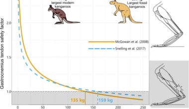 Biomechanical limits of hopping in the hindlimbs of giant extinct kangaroos