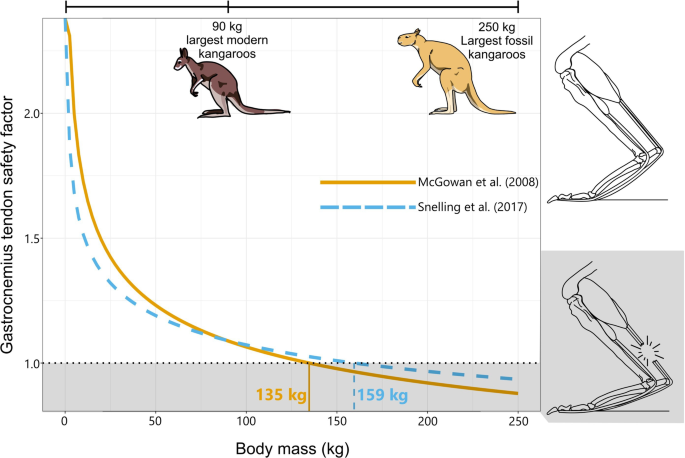 Biomechanical limits of hopping in the hindlimbs of giant extinct kangaroos