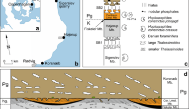 Ammonite survival across the Cretaceous–Paleogene boundary confirmed by new data from Denmark