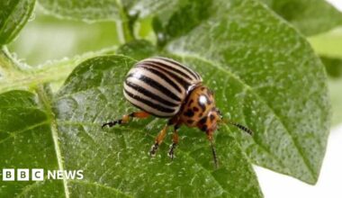 A potato beetle stood on a green leaf. The beetle has cream and black stripes on its body and orange and black spots on its head.