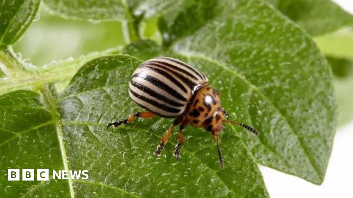 A potato beetle stood on a green leaf. The beetle has cream and black stripes on its body and orange and black spots on its head.