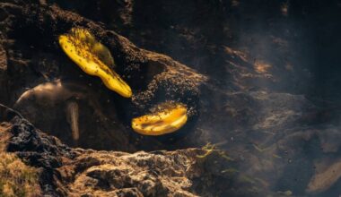 Westerners are embracing 'Mad Honey' - with little knowledge about health and ecological impacts - The Himalayan Times - Nepal's No.1 English Daily Newspaper