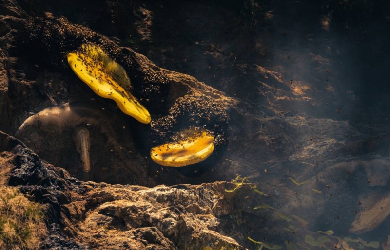 Westerners are embracing 'Mad Honey' - with little knowledge about health and ecological impacts - The Himalayan Times - Nepal's No.1 English Daily Newspaper