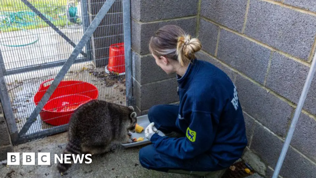 Cornwall raccoon and Devon seals make RSPCA's top 2025 rescues