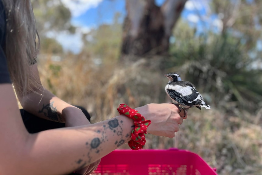 ACT Wildlife staff with rescued peewee magpie lark.