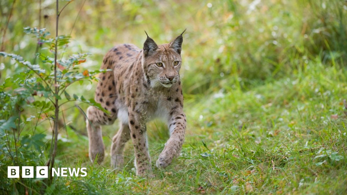A lynx gazes straight ahead as it prowls through a forest floor. The lynx has distinctive tufts at the end of its ear and is beige in colour with black spots.