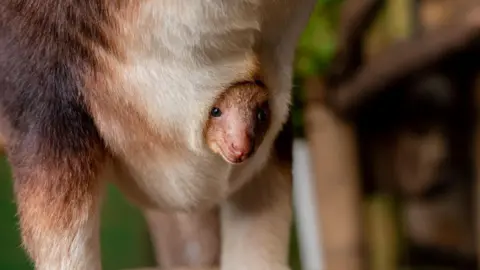 Chester Zoo The Goodfellow's tree kangaroo joey is looking out of it's mother's pouch