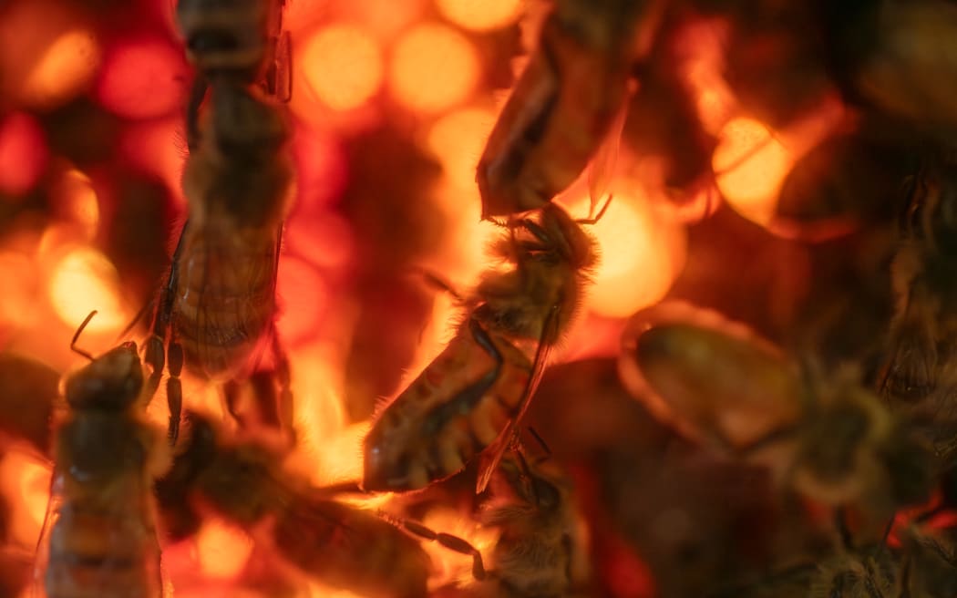 Bees in an old glass observation box