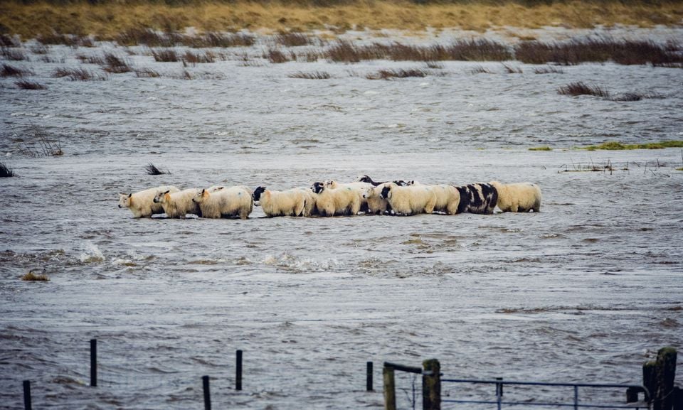 A separate flock of sheep were rescued in Ballymena (Kevin Scott)