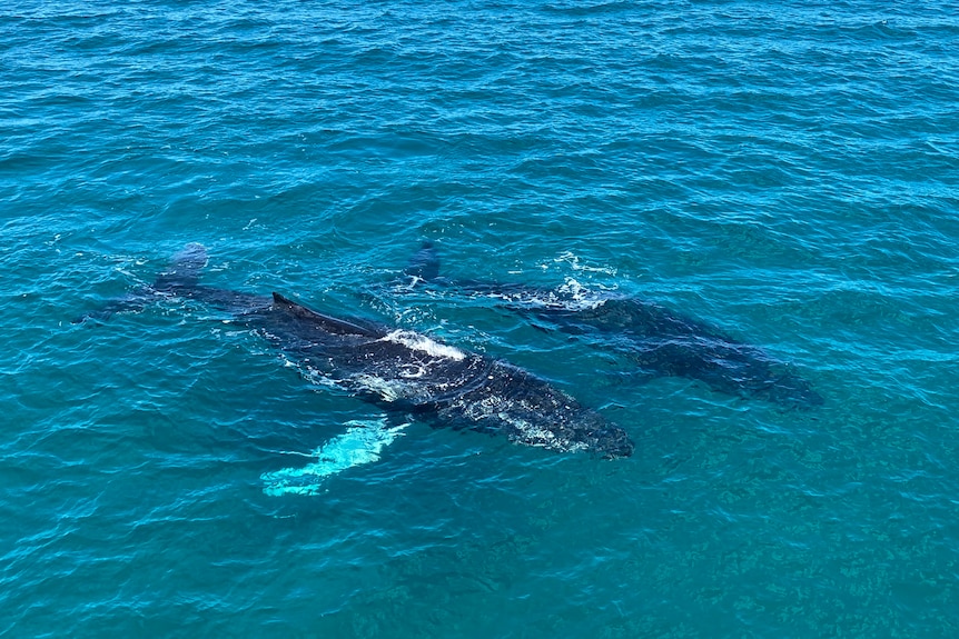 Whales on the surface.