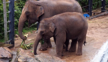 We Can't Even with This Adorable Baby Elephant's Playtime vs. Naptime Routine