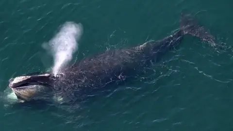 Getty Images North atlantic right whale swimming