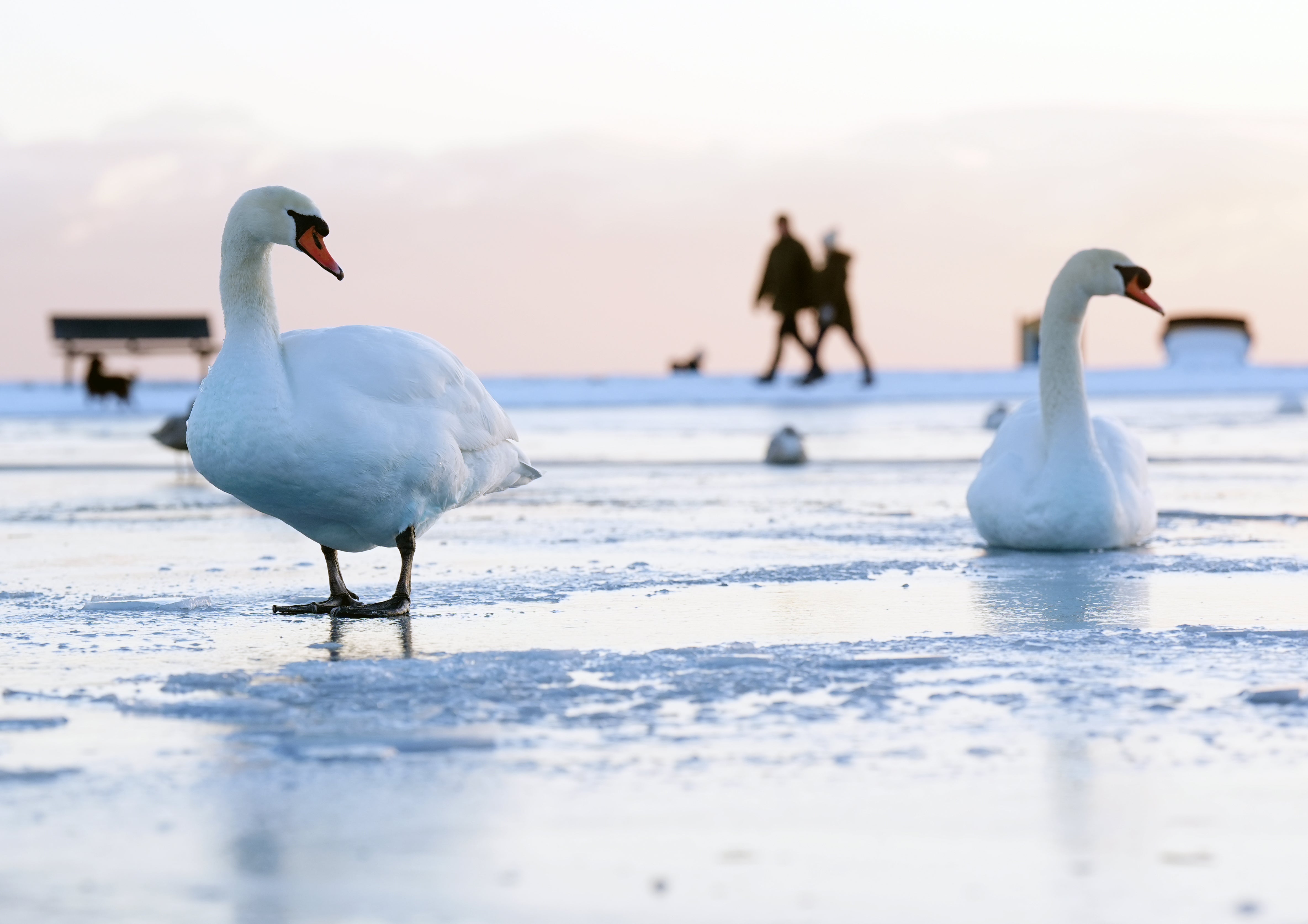 Swans on Tynemouth boating lake on the north-east coast of England (Owen Humphreys/PA)