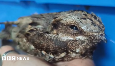 A close up view of a nightjar resting in a woman's hand in front of a blue plastic crate.  The bird has brown, grey, beige and white plumage, a small beak and its right eye is closing slightly.