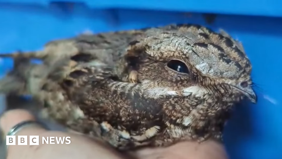 A close up view of a nightjar resting in a woman's hand in front of a blue plastic crate.  The bird has brown, grey, beige and white plumage, a small beak and its right eye is closing slightly.
