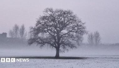 A bare tree standing in a misty field with snow on the ground.
