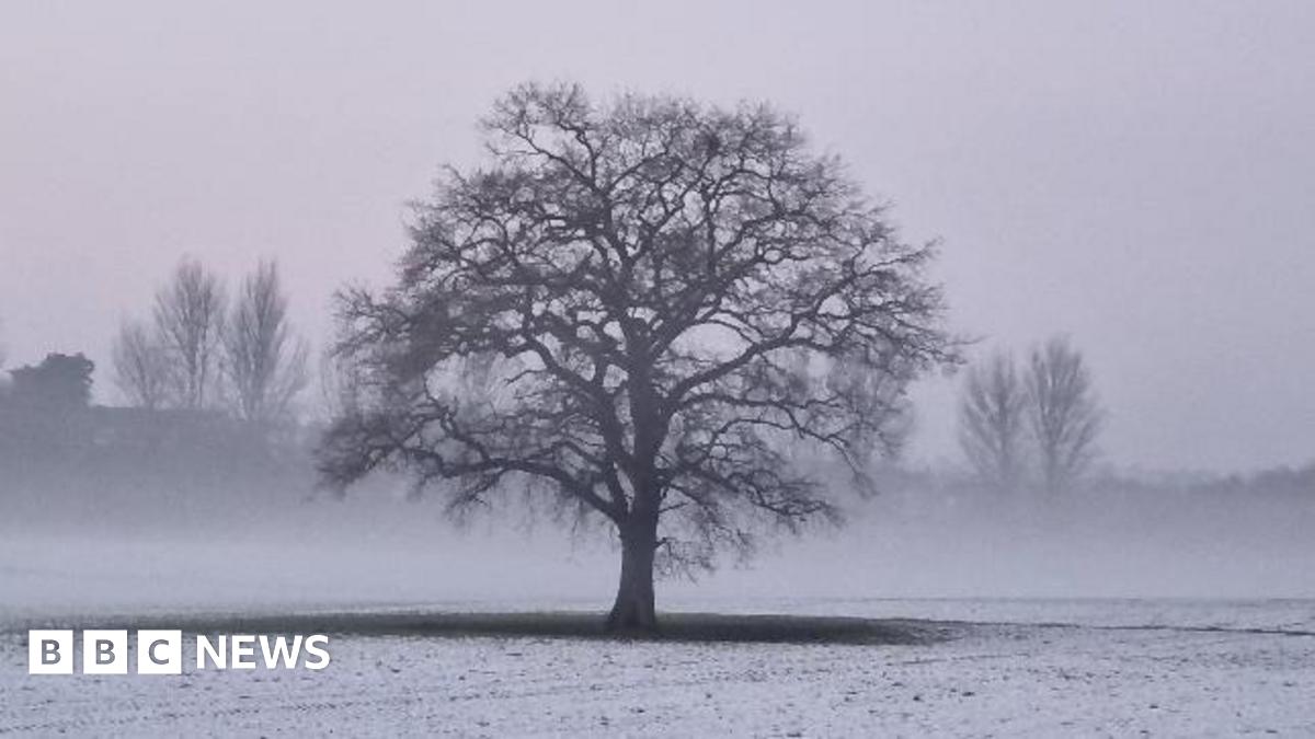 A bare tree standing in a misty field with snow on the ground.