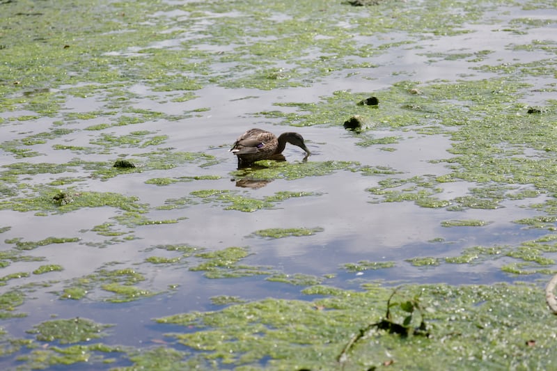 Blue Green algae detected at Lough Neagh near Antrim Forum.
PICTURE COLM LENAGHAN