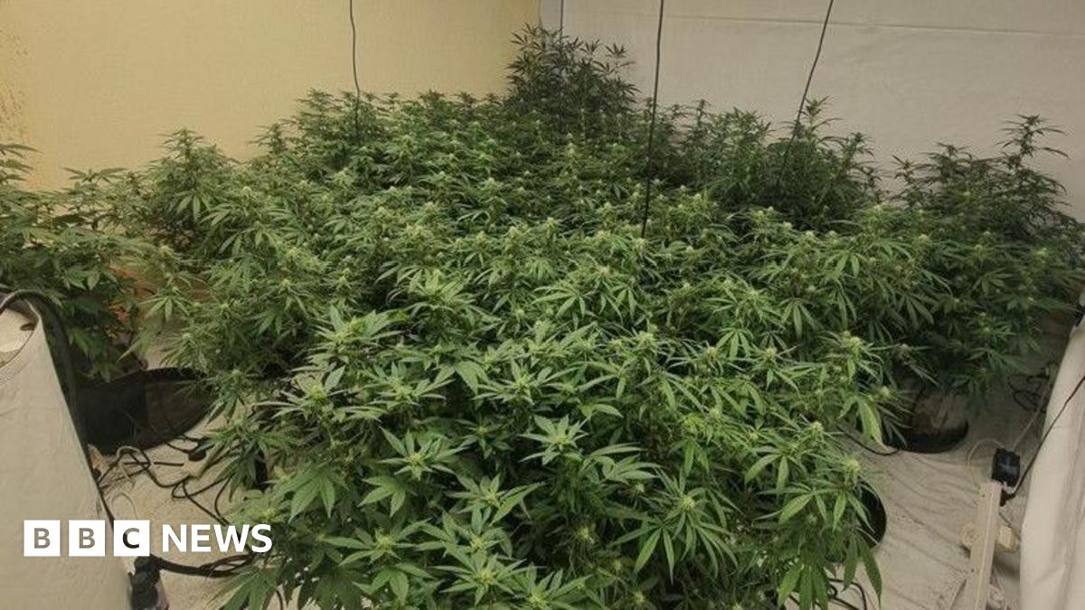 A room filled with cannabis plants